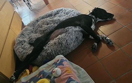 Siro erholt sich