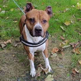 Trolo Hauptbild